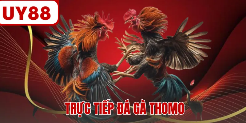 Trực Tiếp Đá Gà Thomo - Đấu Trường Sôi Động Phần Thưởng Hấp Dẫn